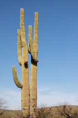 Saguaro cactus side by side in the Salt River management area near Mesa Arizona United States