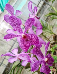 Mokara Jairak Blue Spot is a hybrid orchid that produces purple colored flowers with lots of tiny spots on the petal. It has mini pink lip which gives it a stunning look. 