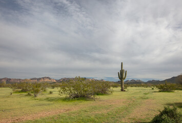 Springtime view of Saguaro cactus in the Salt River management area near Mesa Arizona United States