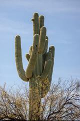 Solitary Saguaro cactus in the Salt River Sonoran desert near Phoenix Arizona United States
