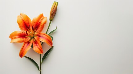 Blooming orange lily stem on white background ,Generative ai, 