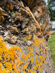 Close-up of lichen growing on a large rock in spring.