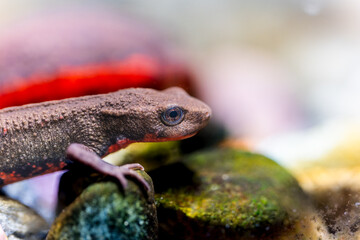 アカハライモリ