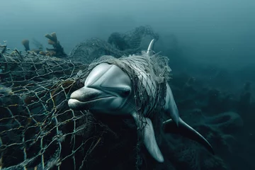 Poster A dolphin caught in a fishing net.   © Bargais