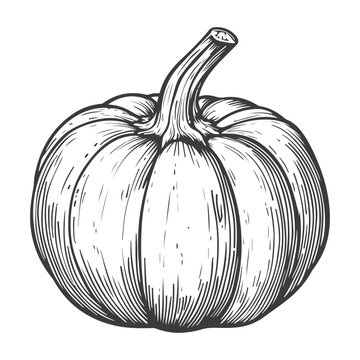 Pumpkin vintage intaglio woodcut drawing vector
