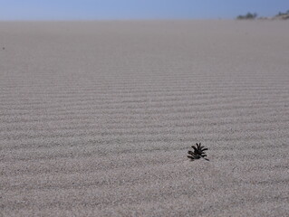 landscape in the desert
