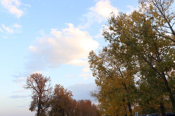 Red leaves on tree during autumn season