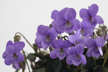 Fototapeta na wymiar 紫色の花びらの黒葉スミレが咲いています