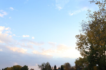 Autumn trees with blue skies and clouds