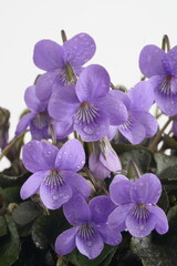 紫色の花びらの黒葉スミレが咲いています