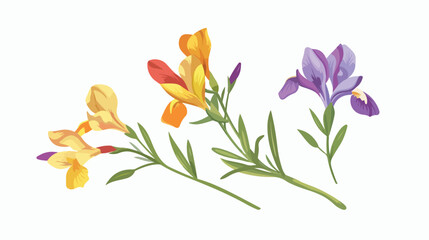 branch flower freesia kind of iris vector illustration - obrazy, fototapety, plakaty