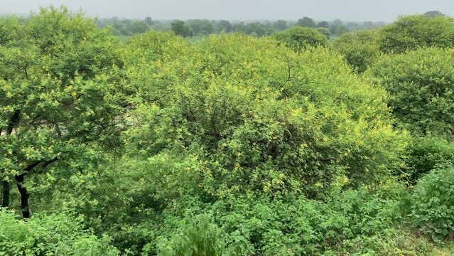  Vachellia nilotica tree commonly known babul or thorn mimosa or Egyptian acacia or thorny acacia in india