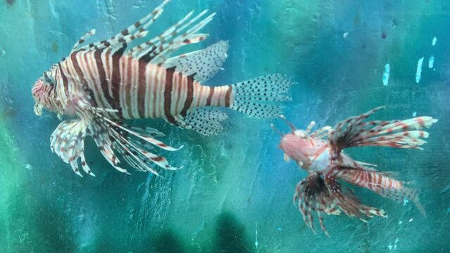 Beautiful Zebra Fish Exotic Zebra Fish Striped or striped lionfish in the aquarium