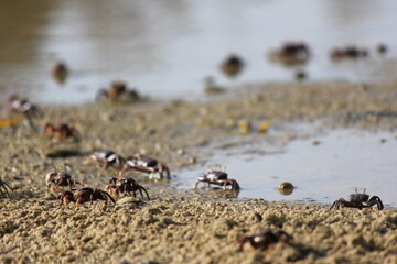 crab on the beach