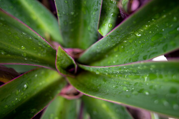 Close up of Tradescantia spathacea Swartz plant, Boat-lily or Oyster Lily in the garden with water splash