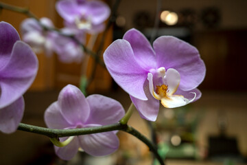 Purple Moth orchids (Phalaenopsis amabilis), commonly known as the moon orchid