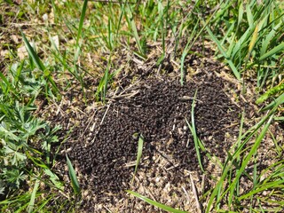 ants on the ground