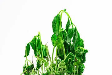 Obraz premium Vertrockneter Basilikum