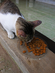Close-up of a cat eating. 