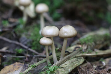 Entoloma rhodopolium, commonly known as wood pinkgill, wild poisonous mushroom from Finland
