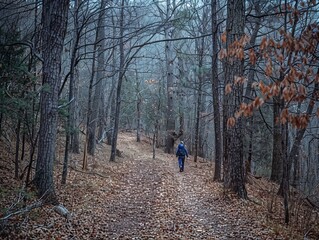 Fototapeta premium A lone hiker exploring the enchanting beauty of a dense forest landscape.