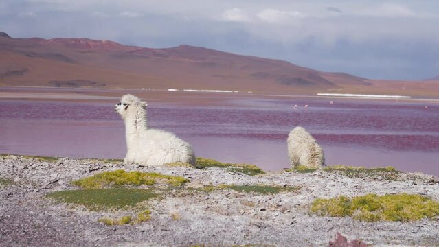 Two llamas resting by the colorful Laguna Colorada, Bolivia, with scenic Andean landscape backdrop