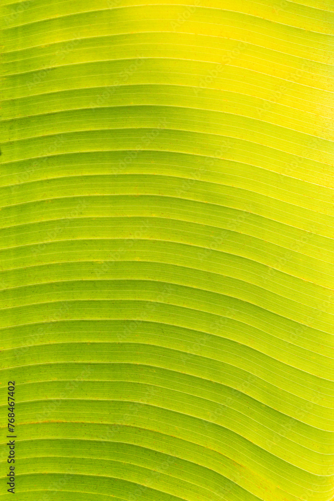 Poster macro close-up of a backlit green tropical leaf. abstract full frame natural and vibrant textured ba