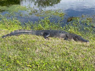 An alligator rests on a grassy bank adjacent to the water at Apopka Wildlife Drive in Florida.