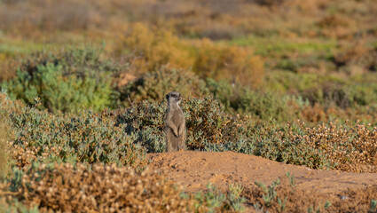 Erdmännchen in einer Savannenlandschaft bei Oudtshoorn Südafrika