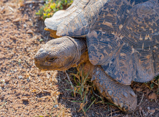 Leopardenschildkröte in der Wildnis und Savannenlandschaft von Afrika