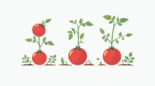 Flora Plant composition of tomato. Raster tomato vegetable