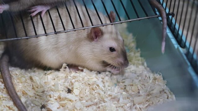 Domestic rat in a cage holds food with its paws and eats. A rodent with whiskers, a tail, and whitefooted mice is sitting in a cage, gazing out the window. It may be a pet or a pest like packrats
