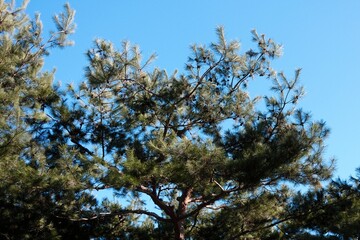 한국 소나무와 하늘