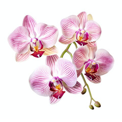 close up of pink orchid flowers isolated on white background