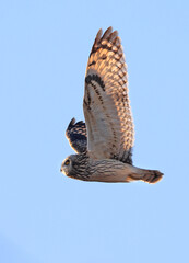 Short-eared owl flying on a blue background sky