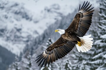 Fototapeta premium A majestic mountain eagle in flight, dynamic and powerful