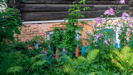 Pink flowers on the background of an old log house. The first floor of the house is made of brick....