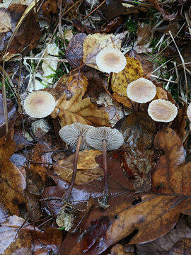 Mycetinis querceus, also called Marasmius prasiosmus, wild mushroom from Finland, no common English name