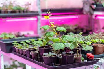 Growing flower seedlings indoors under full spectrum LED lighting. Plants are standing on shelves. 