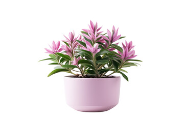A potted plant with pink flowers. The vibrant pink blooms contrast beautifully with the simplicity of the white surface, creating a striking visual impact. Isolated on a Transparent Background PNG.