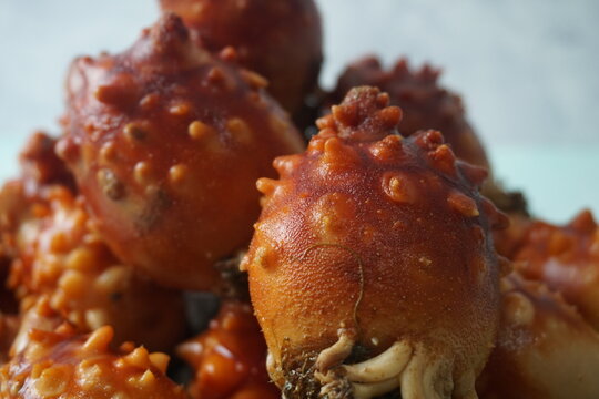sea squirt