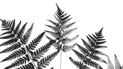 BW Fern. Natural textures and patterns of the most an
