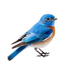 blue bird isolated on transparent background - obrazy, fototapety, plakaty