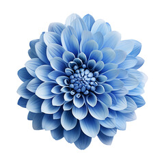 blue chrysanthemum isolated on transparent background