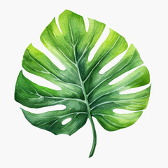 green leaf on white