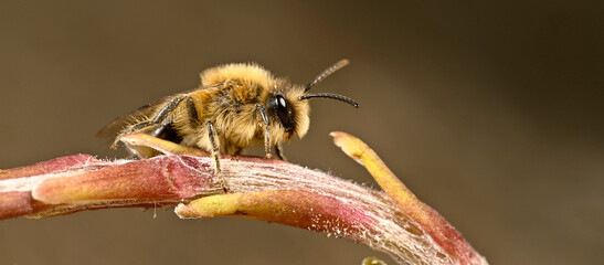 Frühlings-Seidenbiene (Colletes cunicularius) auf Huflattich // spring mining bee on Coltsfoot  
