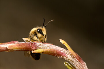 Wildbiene: Frühlings-Seidenbiene // Vernal colletes (Colletes cunicularius)