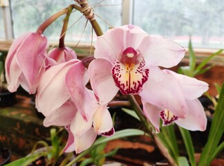 Cymbidium commonly known as boat orchids, is a genus of evergreen flowering plants in the orchid family Orchidaceae. Cymbidiums are well known in horticulture and many cultivars have been developed. 