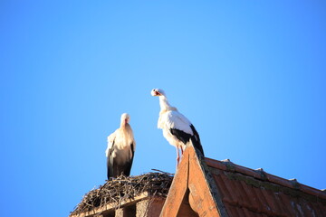 stork on the nest