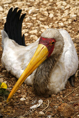 Tantale ibis au repos